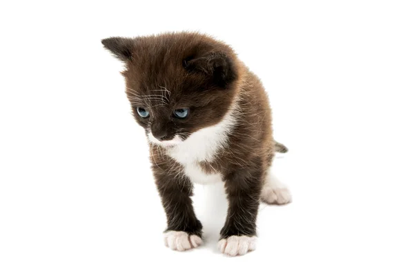 分離された子猫 — ストック写真