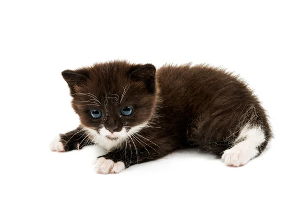 Izole kedi yavrusu — Stok fotoğraf