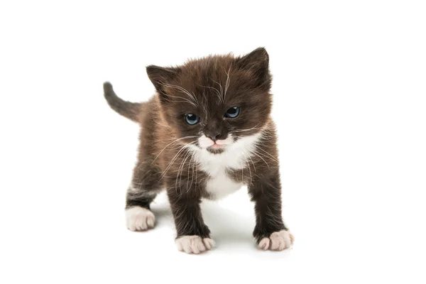 Kitten geïsoleerd — Stockfoto