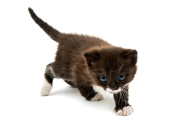 Kitten isolated — Stock Photo, Image
