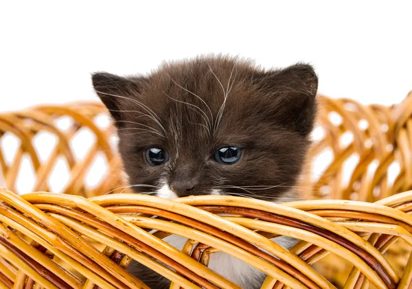 Sepet içinde kedi yavrusu — Stok fotoğraf