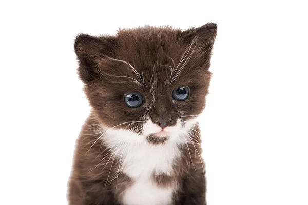 Portret van een kitten — Stockfoto