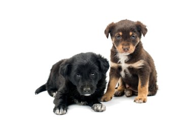 izole köpek yavrusu