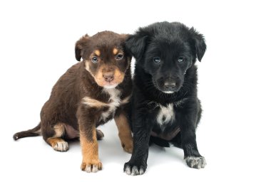 izole köpek yavrusu