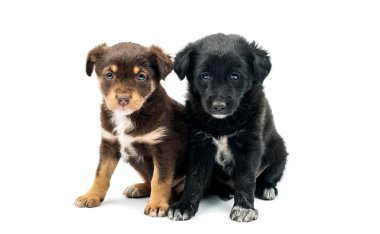 izole köpek yavrusu