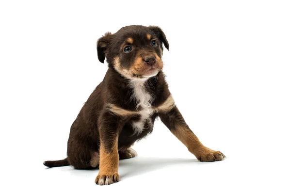 Puppy geïsoleerd — Stockfoto