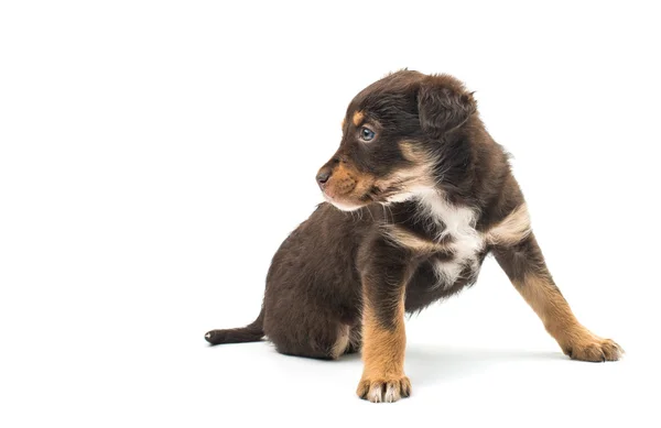 Cucciolo isolato — Foto Stock