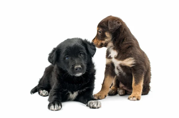 Puppy geïsoleerd — Stockfoto