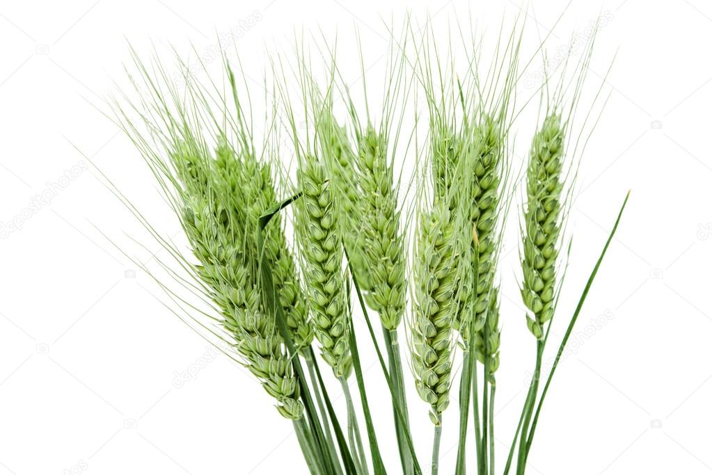 green ears of wheat 