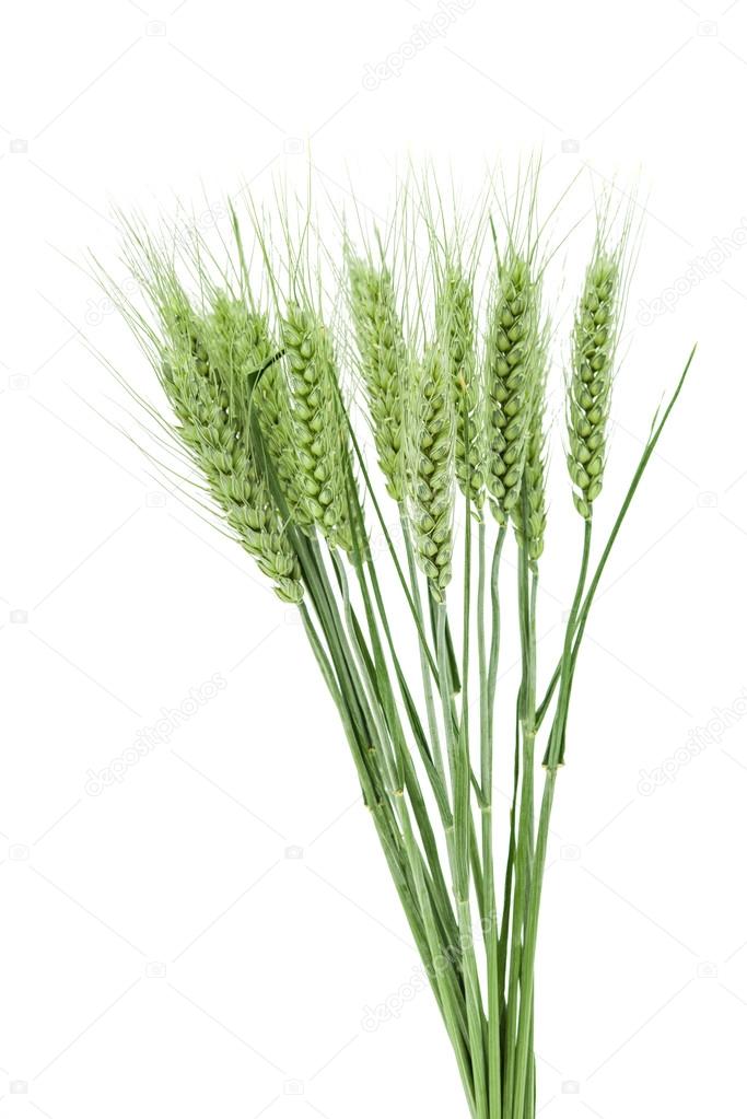 green ears of wheat 