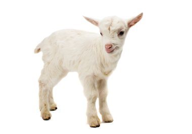 küçük beyaz keçi 