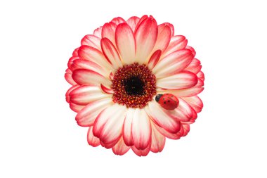 Gerbera 