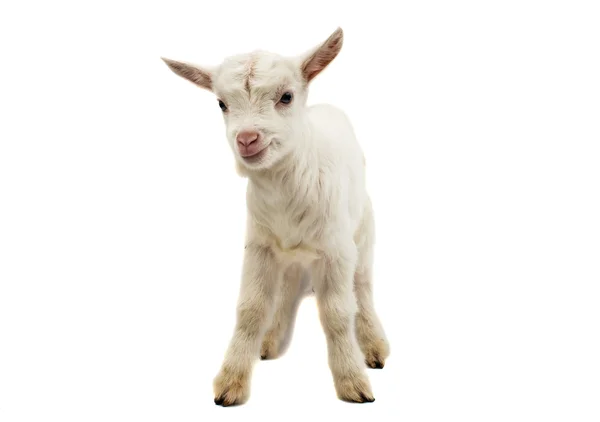 Little white goat — Stock Photo, Image