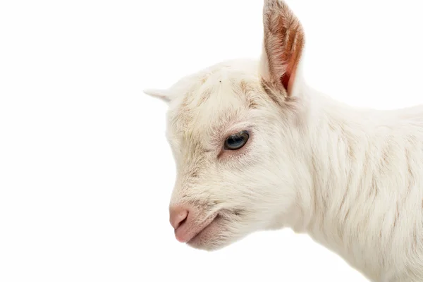 Küçük beyaz keçi — Stok fotoğraf