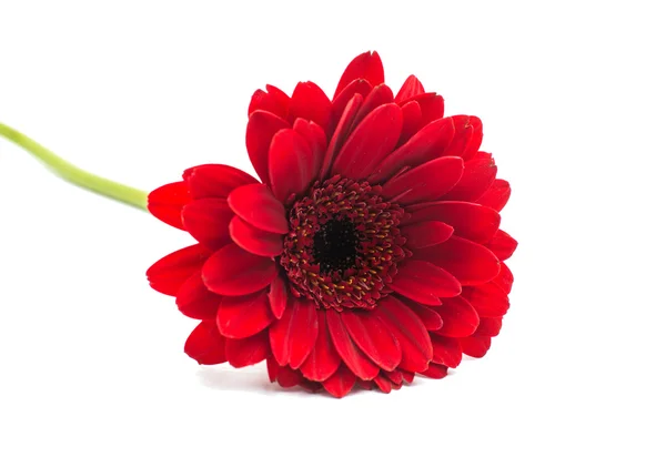 Gerbera — Stock Photo, Image