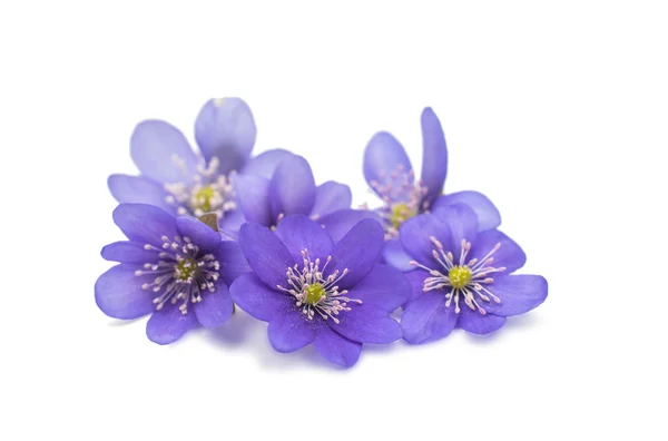 Hepatica nobilis — Photo