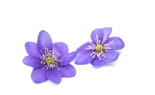 Hepatica nobilis — Stockfoto