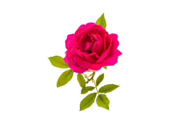 Rosa rossa isolata — Foto Stock