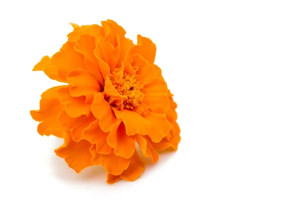 Marigold flower — Stock Photo, Image