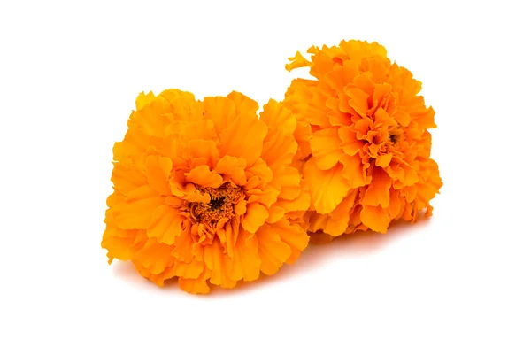 Marigold flower — Stock Photo, Image