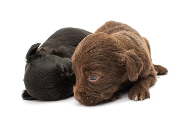 Cachorros españoles — Foto de Stock