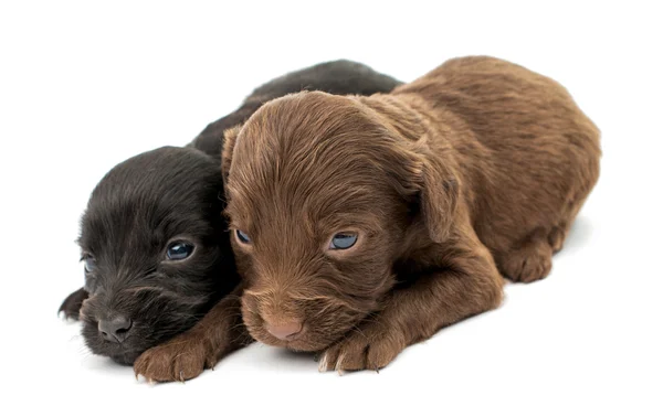 Spaniel puppies — Stock Photo, Image