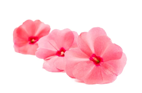 Balsam flower — Stock Photo, Image