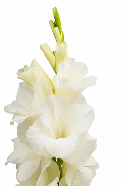 Gladiolus virág — Stock Fotó