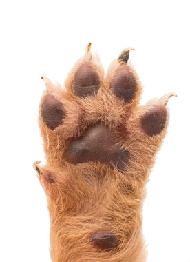 köpek yavrusu pençe 