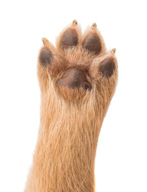köpek yavrusu pençe 
