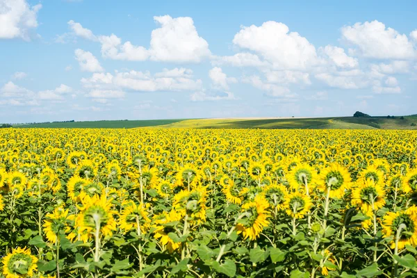 Sunflower field — Stock Photo, Image