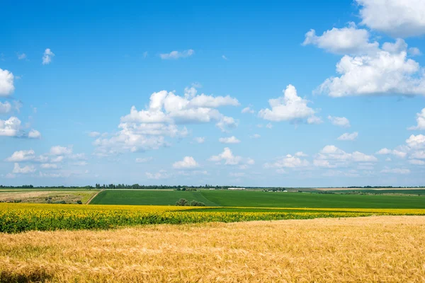 Field on a background of blue sky, rural landscape — Stock fotografie