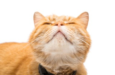 güzel kırmızı kedi 