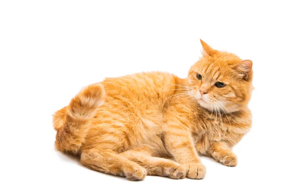 美しい赤い猫 — ストック写真