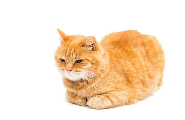 Vacker röd katt — Stockfoto