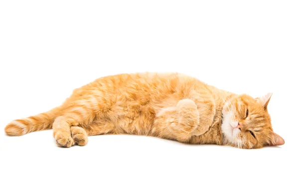 Gato vermelho bonito — Fotografia de Stock