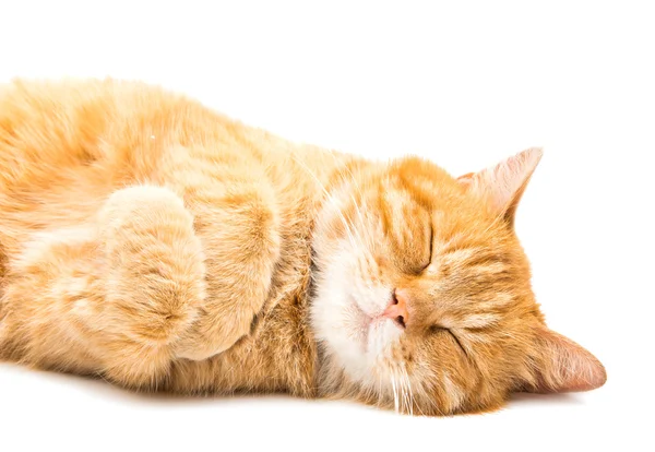 Gato vermelho bonito — Fotografia de Stock