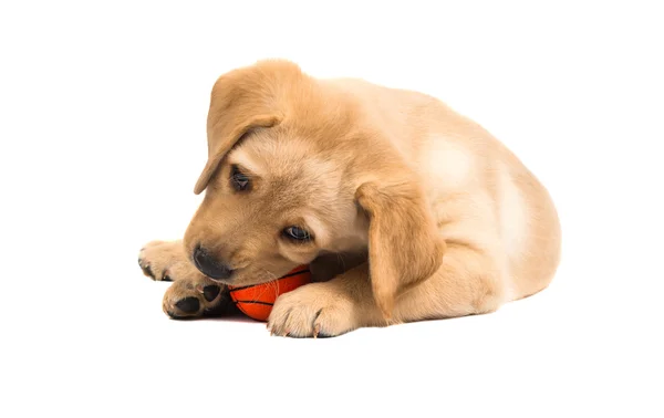 Labrador puppy — Stockfoto