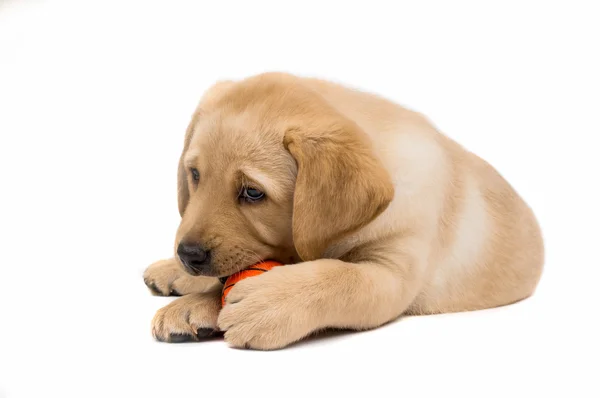 Labrador puppy — Stockfoto