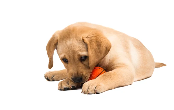 Cucciolo labrador — Foto Stock