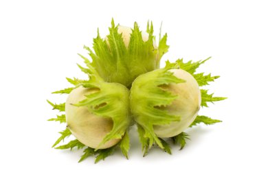 fındık 