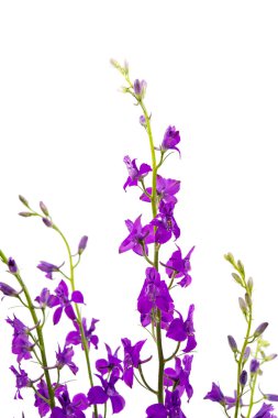 kır çiçekleri izole