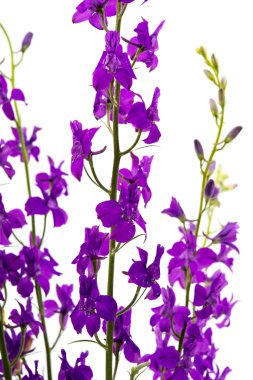 kır çiçekleri izole