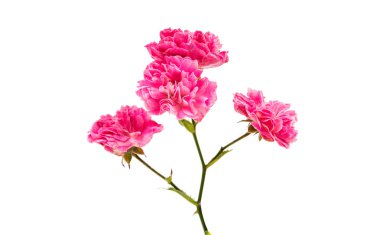 fresh small pink rose