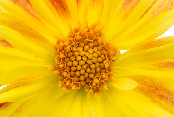 Gul dahlia — Stockfoto