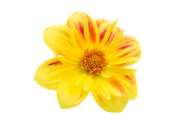 Yellow dahlia — Stock Photo, Image