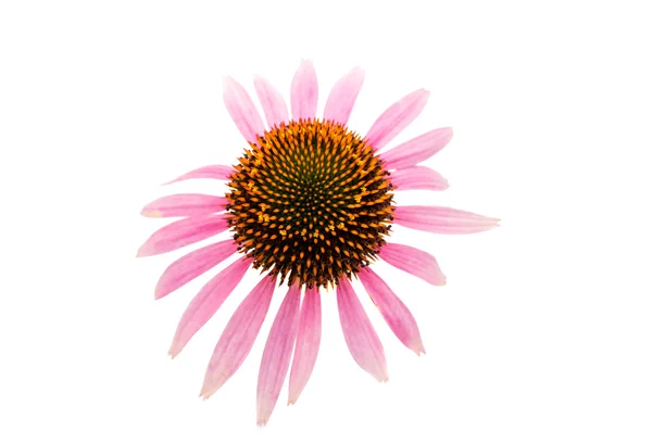 Echinacea flower — Stock Photo, Image