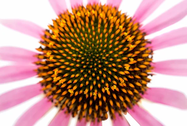 Echinacea blomma — Stockfoto