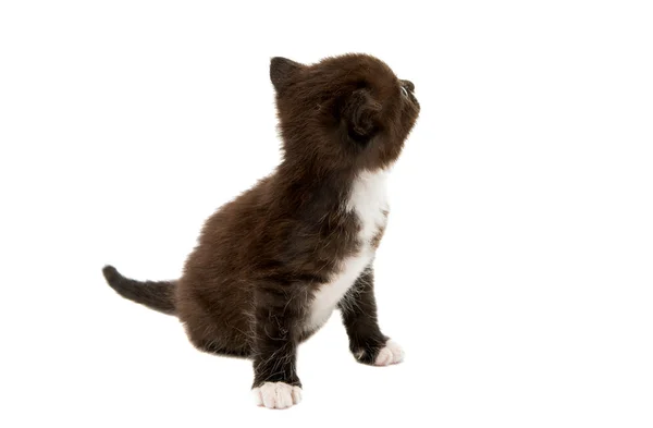 Small black-white kitten — Stock Photo, Image