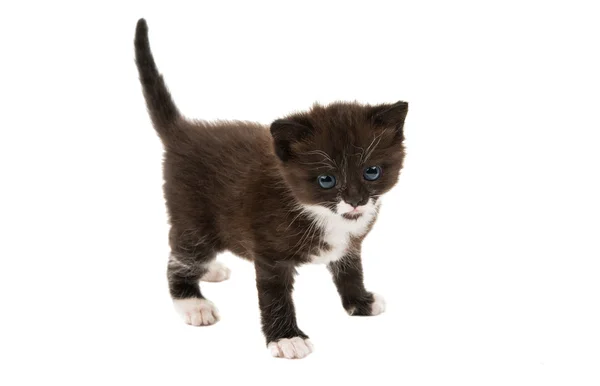 Small black-white kitten — Stock Photo, Image